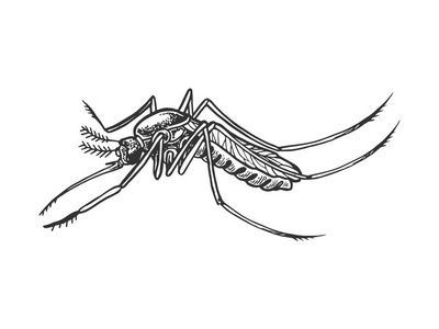 蚊子昆虫雕刻向量例证图片