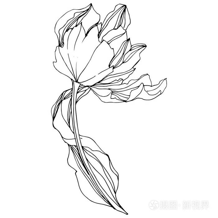 向量郁金香黑白雕刻水墨艺术花植物学花孤立的郁金香插图元素