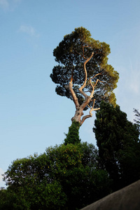 那棵老松树，树皮粗糙，树枝茂密，顶着蓝天。 底部视图。
