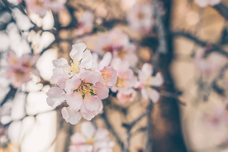 美丽的花杏仁树枝新芽近春来概念珊瑚色调