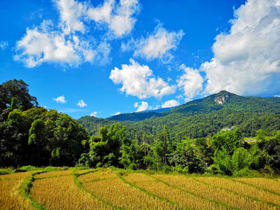 夏季景观绿地和蓝天草甸。 复制空间。 美丽的绿色玉米地云和山景泰国背景