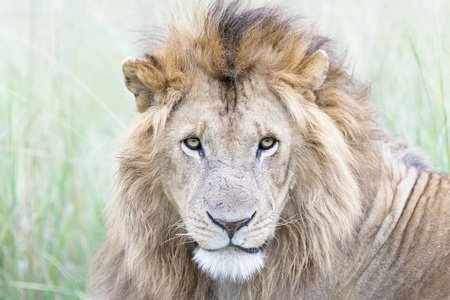 雄狮潘提拉狮子座肖像马赛马拉肯尼亚