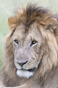 雄狮潘提拉狮子座肖像马赛马拉肯尼亚