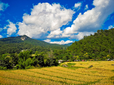 夏季景观绿地和蓝天草甸。 复制空间。 美丽的绿色玉米地云和山景泰国背景