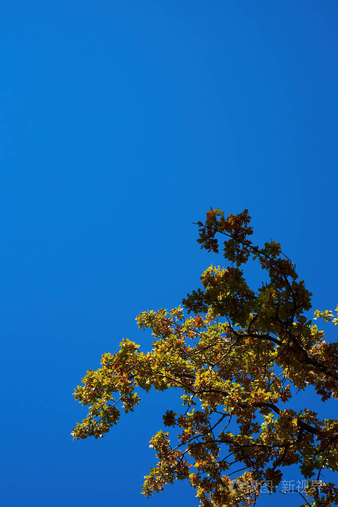 蓝蓝的天空上有一棵树