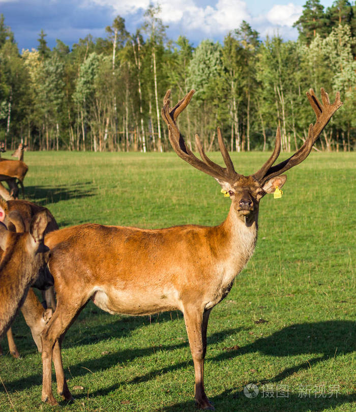 在拉脱维亚到处奔跑的驯鹿的特写镜头身后是绿草