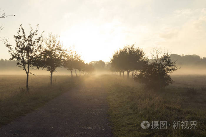 田野里的晨雾与树木