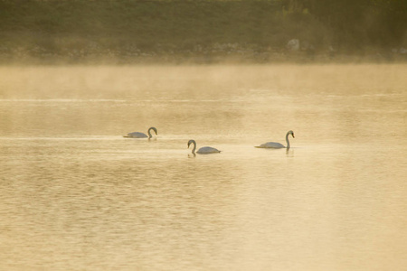 三只天鹅在湖水上图片