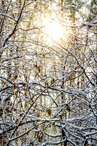 冬天的太阳穿过覆盖着雪的树枝，在冬天的森林里。