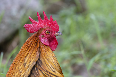 农场院子里公鸡或公鸡的红头。农业概念。绿色背景下花园里一只棕色公鸡的肖像。关门