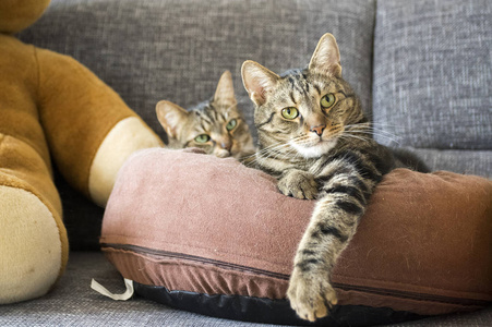 大理石猫在灰色沙发上舒适的棕色猫床上放松，美丽的石灰眼睛，眼睛接触