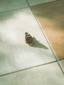 美丽的黑色和红色蝴蝶坐着照片