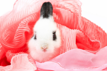 特写可爱的白黑小荷兰矮兔..可爱的小动物肖像