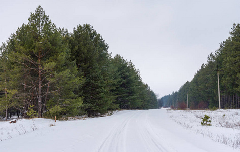 乌克兰中部针叶林乡村公路冬季景观