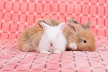 粉红色的小兔子图片