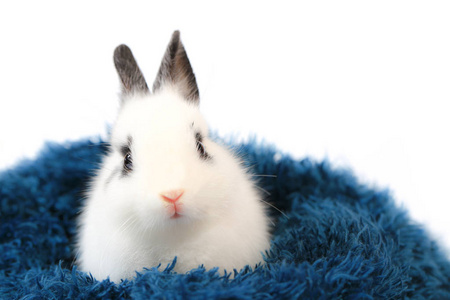 品种公鸡鸡矮 augsburger 小鸡在草丛中寻找食物白色背景的小黑兔子