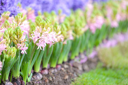 花园奇观中五颜六色的Hyacynths闻到了种花的味道。 以制造香水闻名