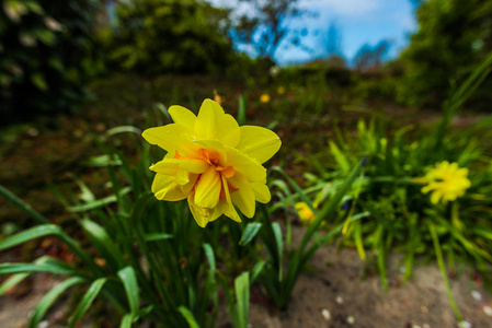 生长着新鲜的春季郁金香花，欧洲的库肯霍夫花园