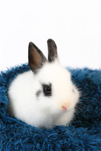 可爱的白色和黑色小荷兰矮兔特写。 可爱的小动物