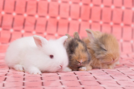 可爱的小兔子在粉红色的布背景上。 三周大的小毛兔