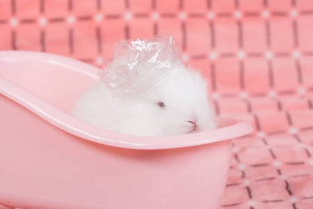 可爱的小兔子在粉红色浴缸里洗澡,在粉红色的布背景上洗澡.