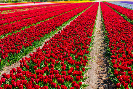 生长着红色郁金香花田,欧洲的基肯霍夫花园照片