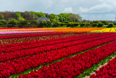 生长着红色郁金香花田，欧洲的基肯霍夫花园