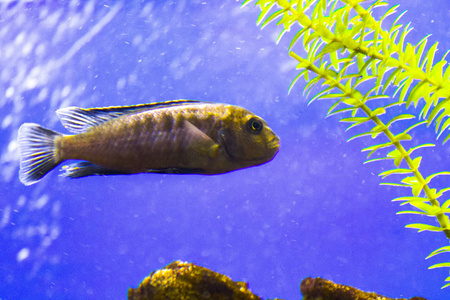 鱼类水生水族馆海洋