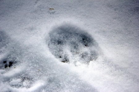 森林里雪地里野生动物的痕迹。 狼在雪林里留下了痕迹。 野生动物。