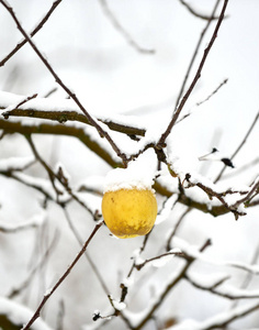 覆盖着白雪的苹果