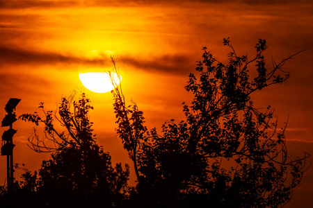 神奇的日落，巨大的金色太阳，在橙色的天空和一些树枝在前景。 太阳的变焦