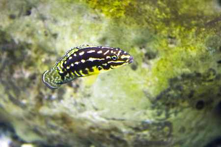 鱼类水生水族馆海洋