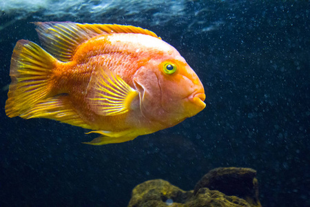 鱼类海洋海洋水族馆