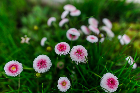 花园有明亮的花朵，自然背景。