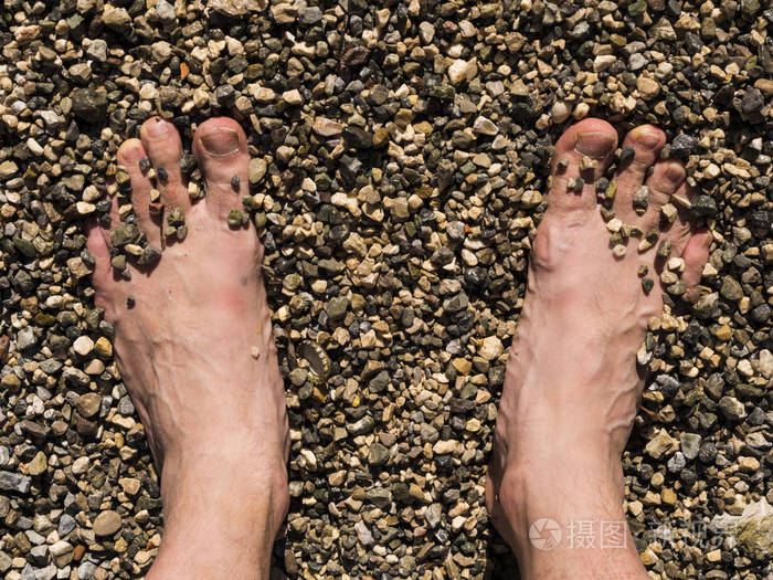 两只雄性白脚晒太阳在沙滩上