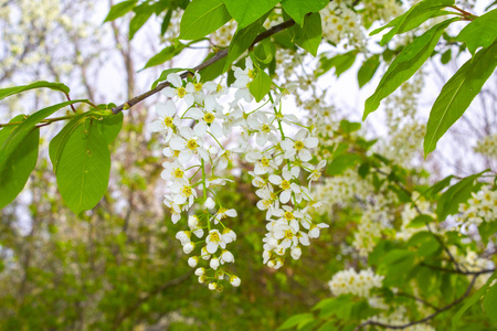 鸟樱桃树花枝