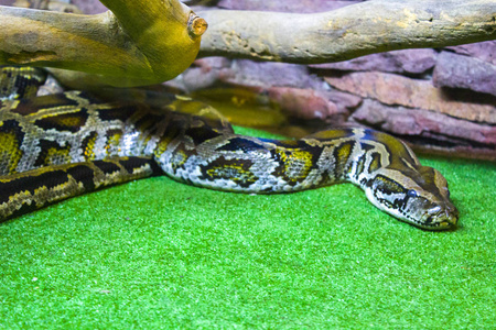 蛇蟒爬行动物水族馆