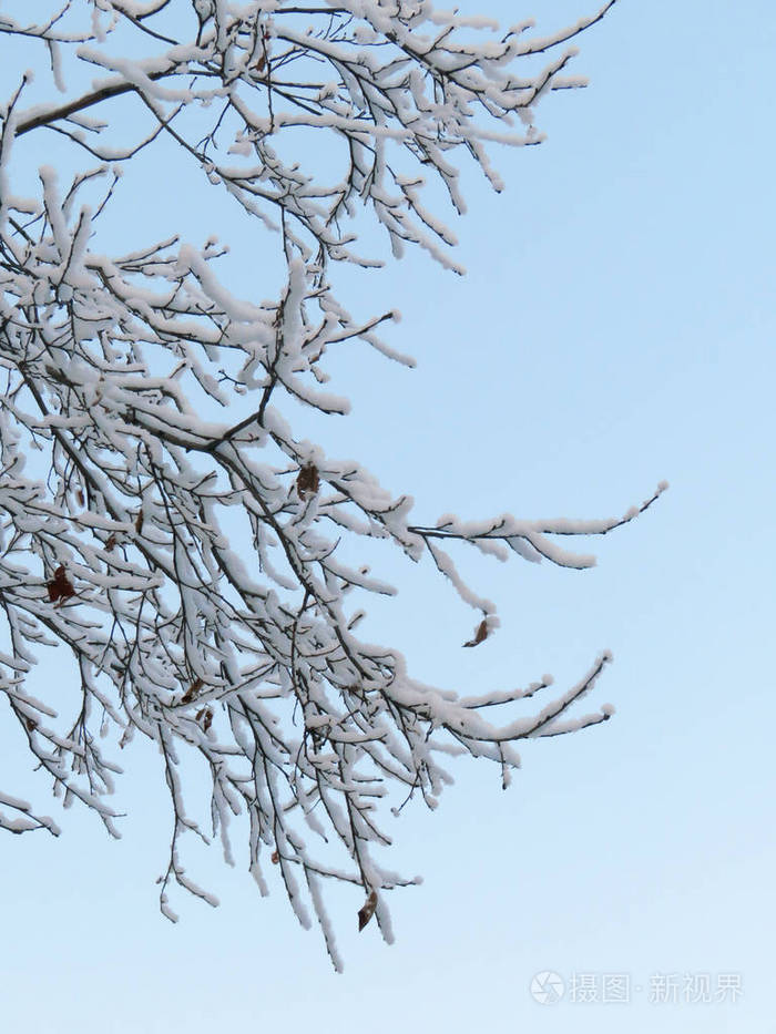 雪中的树枝美丽的冬季照片