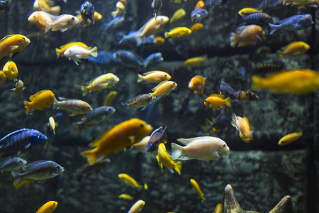 水族馆在深蓝色的水中有五颜六色的鱼。选择性对焦