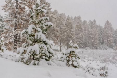 美丽的冬林,在秋天的降雪中,雪绿的和金色的落叶松照片