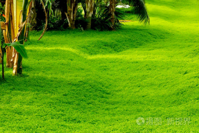 草坪花园草地自然绿色