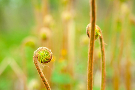 一种野生蕨类植物的绿色萌芽照片