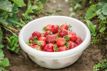 新鲜草莓放在花园里的碗里，户外，夏季，选择性的焦点