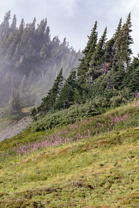 陡峭的雾蒙蒙的小山，有树和一束紫色的花