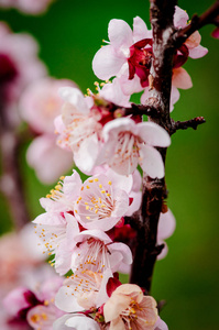 春天樱花树枝盛开的近景