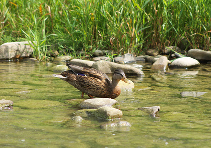 野鸭走在浅水河的石头上
