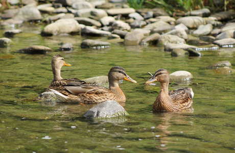 一群几乎成年的小鸭子在浅水河里游泳