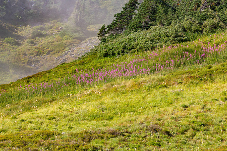陡峭的山坡上的紫色山花