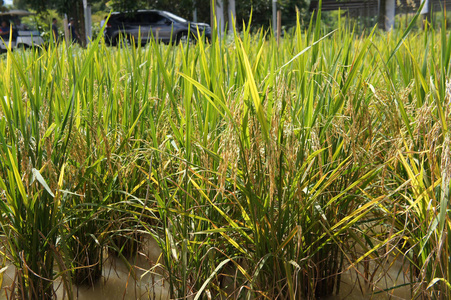稻田或稻田的视图。 水稻种植在泥泞平坦的土地上。