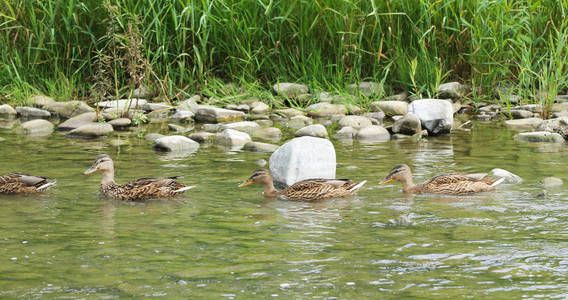 几个绿头野鸭一群几乎成年的小鸭子在浅水河的一排游泳照片